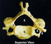 The Axial Skeleton The Cervical Vertebrae C3 C7 are the remaining bones that make up the neck.