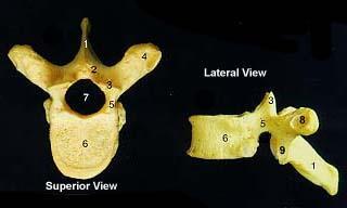 The Axial Skeleton The Thoracic Vertebrae After the 7 cervical vertebrae are 12 Thoracic vertebrae.