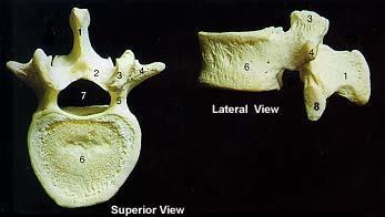 The Axial Skeleton The Lumbar
