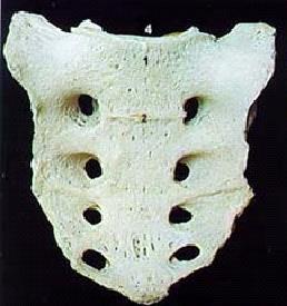 The Axial Skeleton The Sacral Vertebrae There are 5 sacral