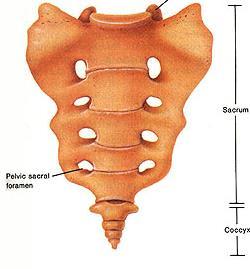 The Axial Skeleton The Coccyx or Tailbone The small tail-like bone at the bottom of the