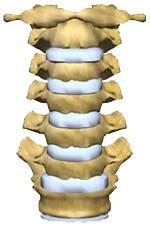 The Axial Skeleton The Vertebral Discs There are no discs between the Atlas (C1), Axis (C2),