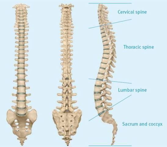 The Axial Skeleton The Vertebrae A final look at the vertebral column showing the