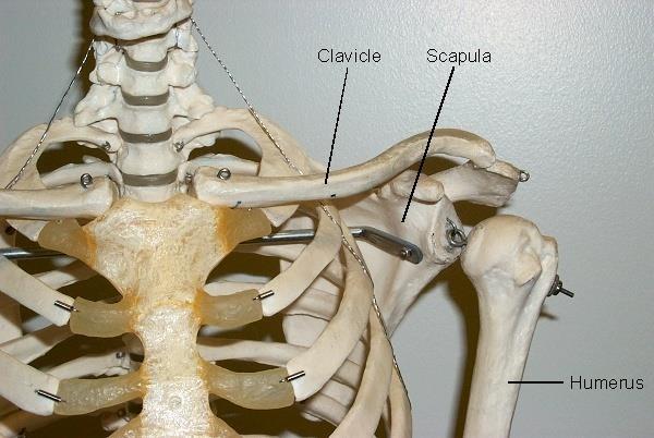 The Appendicular Skeleton The Pectoral Girdle The