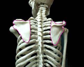 The Appendicular Skeleton The Pectoral Girdle - Scapula The scapula is a large, triangular, flat bone on the back commonly called the shoulder blade.