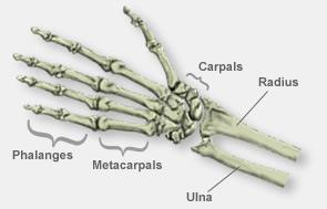 The Appendicular Skeleton The Arm & Hand Bones The hand is