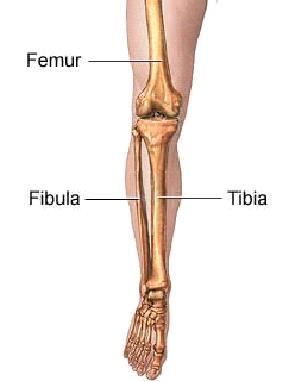 The Appendicular Skeleton The Leg & Foot Bones The lower leg is comprised of two bones, the tibia and the smaller fibula.