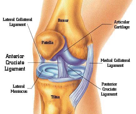 Cartilage: Tough, flexible material from which bones