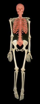 Axial Skeleton Skull Sternum (breast