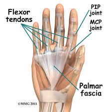 Anchored to skin distally Apex is continuous w/ Palmaris longus tendon/flexor retinaculum Distal fibers to