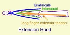 Extensor Hood Extensor digitorum extends and