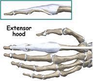 extend dorsally to terminal tendon at distal