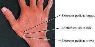 Anatomical Snuff Box Base of triangle at the wrist and the apex in the thumb Lateral border tendons of the abductor