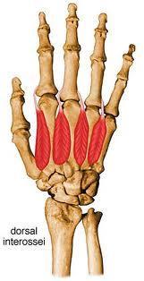 Deep Muscles Dorsal Interossei 4 total 3 rd digit abducts medially and laterally Thumb and 5 th finger have