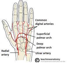 Vasculature Ulnar Artery Ulnar a/n enter the hand on the medial side of the wrist superficial to the flexor retinaculum Branches in the hand Radial Artery Curves around the lateral side of the wrist