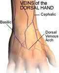 Veins Dorsal venous network drains the back of the hand Cephalic Vein Radial Basilic Vein Medial side