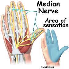 Median Nerve Enters hand through carpal tunnel 2 branches Recurrent branch Thenar musles Palmar