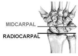Joints of Wrist Radio-carpal Proximal: distal surface of radius, radioulnar disc Distal: scaphoid, lunate, triquetrum Mid-carpal Proximal: 1 st row of carpals