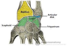 joints between the carpals The movements at these joints contribute to hand position Radiocarpal Joint Classification Synovial Ellipsoidal/Modified Ovoid Two