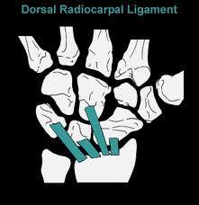 Wrist Ligaments Dorsal radiocarpal ligament Resists flexion/dorsal glide of carpals on the radius