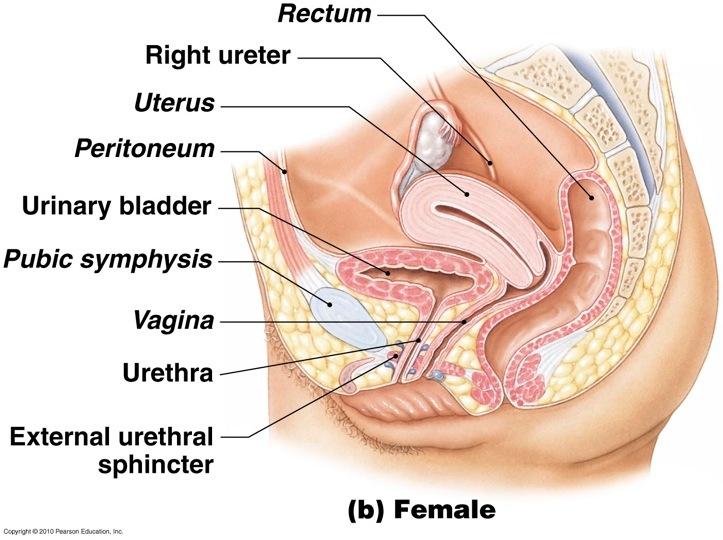 comfortably Excretion (E) Urethra Internal sphincter: tonic