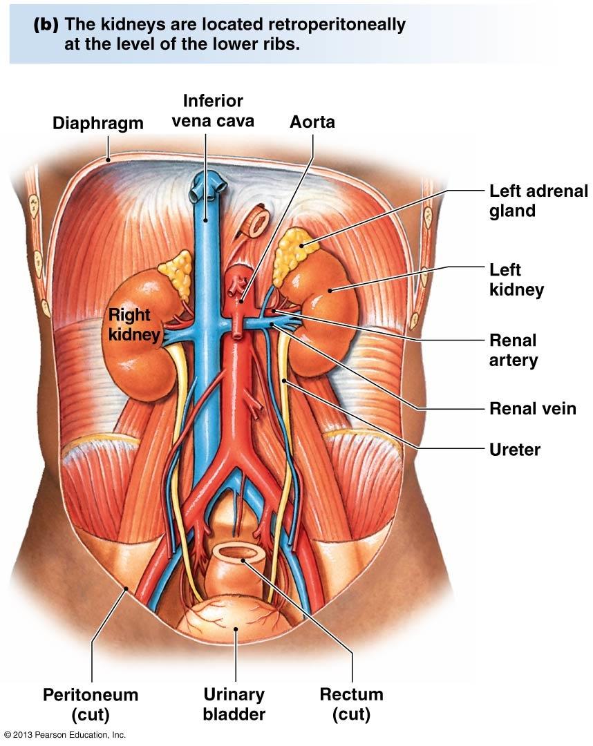 below diaphragm and