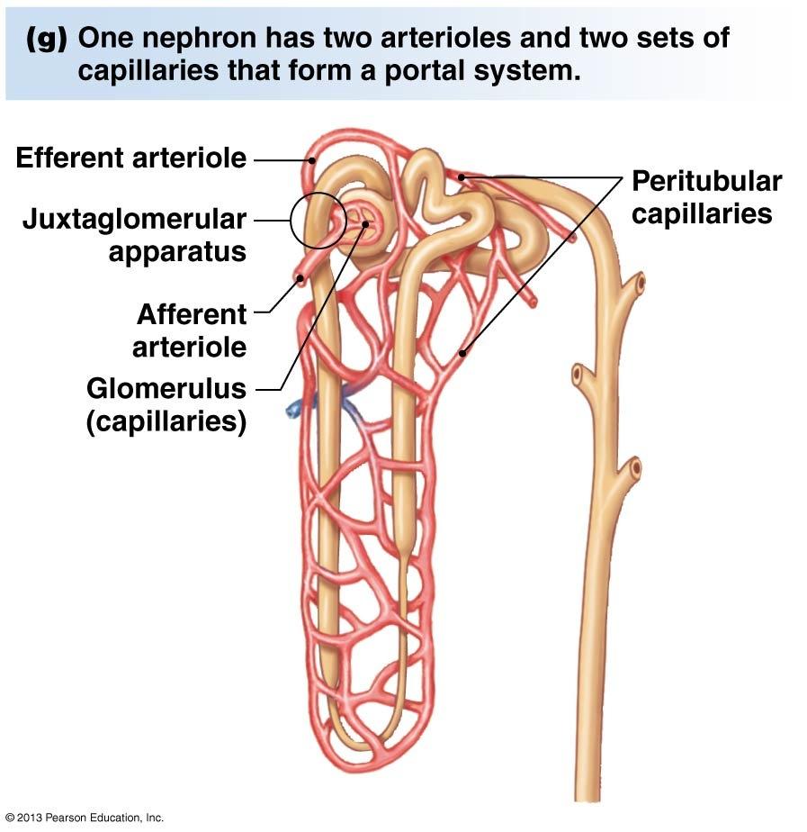 The Nephron: Vascular Elements Vascular elements: Renal artery! Afferent arteriole!