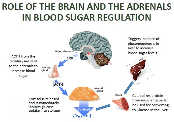 CORTISOL INCREASES GLUCOSE