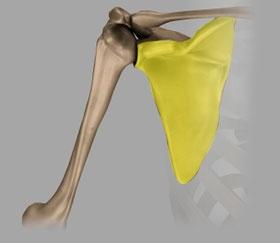 Scapula The scapula (shoulder blade) is a flat, triangular bone providing attachment to the muscles of the back and neck. (Refer fig.