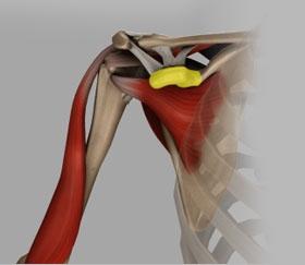 8) Clavicle The clavicle is an S-shaped bone that connects the shoulder girdle to the trunk.