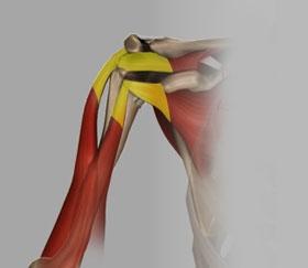 12) Shoulder Soft Tissue Anatomy Rotator Cuff The rotator cuff refers to a group of four tendons that attach four shoulder muscles to the