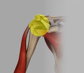 16) Glenoid Labrum The Glenoid labrum is a ring of fibrous cartilage surrounding the glenoid for stabilization of the shoulder joint.