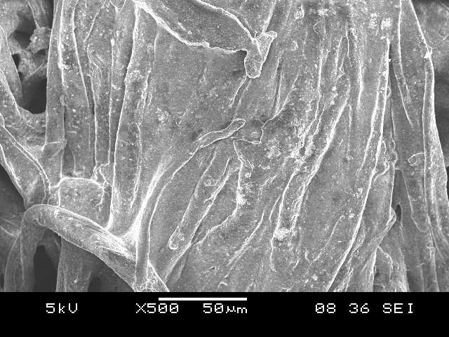 13 shown the SEM photo micrograph of the ZnO coated fabric (Z 2 ) synthesized by procedure V.