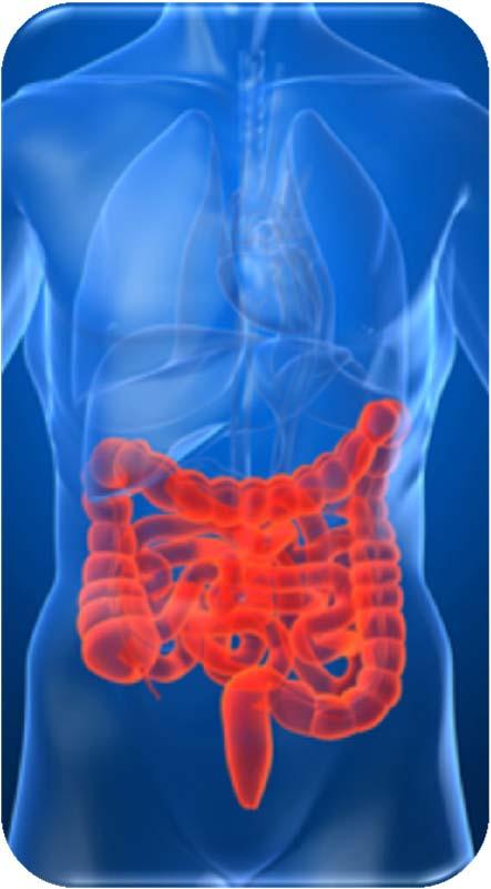 Intestinal System Colon Function 1. Includes: large intestine, rectum, and anus. 2. Absorbs water and minerals. 3. Formation and elimination of waste. 4.