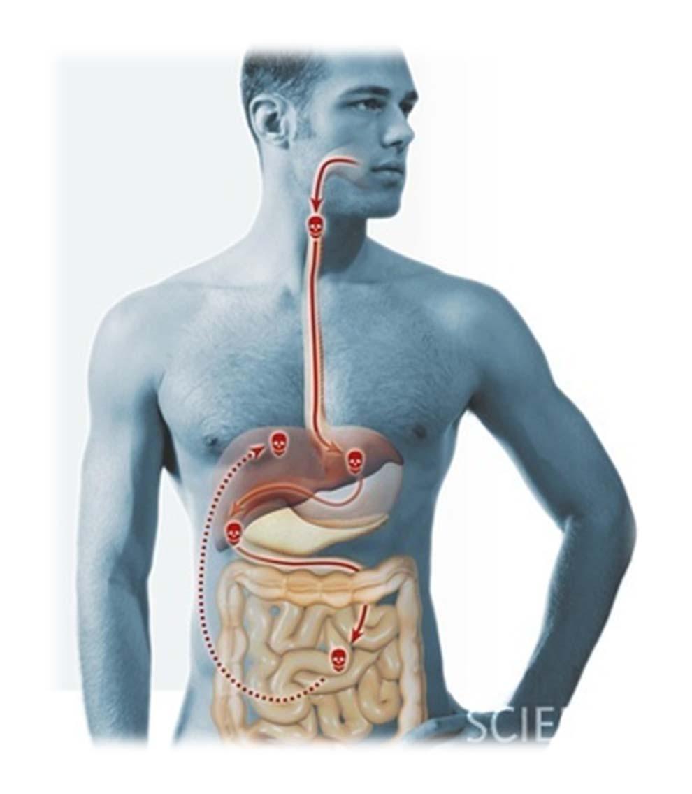 Intestinal System Challenges Due to the overwhelming stress in our lives our