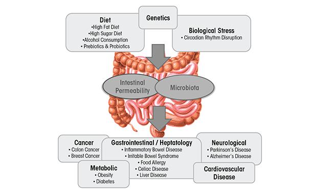 Inflammatory Disease and the Microbiota Many inflammatory conditions are characterized by alterations in the composition of the intestinal