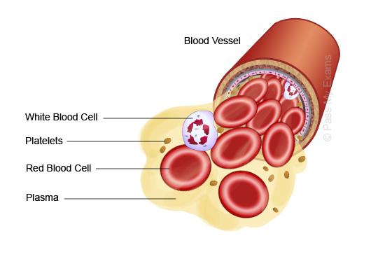 Write the colors you used here: Platelets are colored Red blood cells are colored. Plasma is colored White blood cells are colored. 2. What makes up the most of your blood? least of your blood?