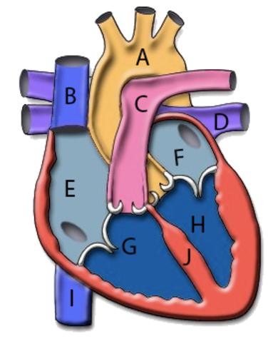 I can identify the parts of the human heart.