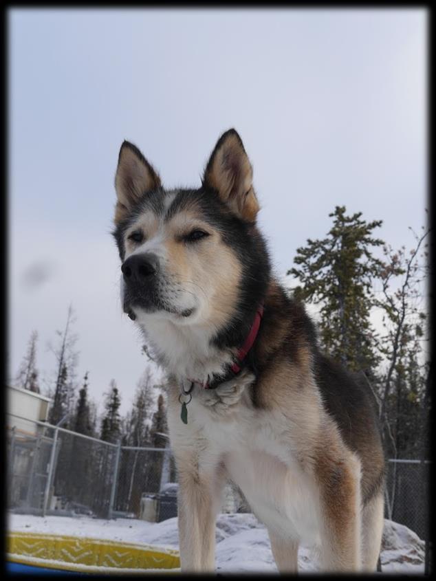 Mission To protect and enhance the quality of life for all domestic animals in NWT and to help support the North in appreciating and learning the value of the northern dog in today s society.