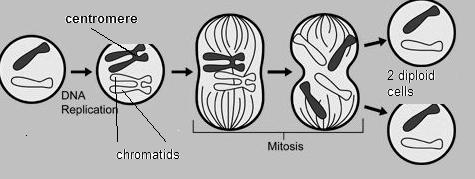 Mitosis In somatic cells (general body cells, not sex cells) One cell division, resulting in 2 daughter cells Chromosome number remains same (diploid) 2n No pairing of homologous chromosomes No