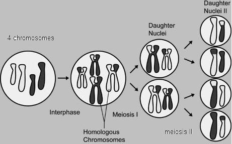 Meiosis in 4 easy steps! 1 2 3 4 Meiosis 2 1. Chromosomes become fatter and more visible. This cell has 4 chromosomes (2 homologous pairs). 2. The DNA making each chromosome is copied.