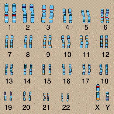 Sex-linked Genetic Conditions: Like all chromosomes, sex chromosomes exist in pairs.
