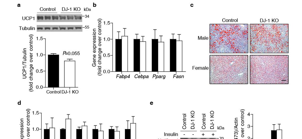 Supplementary Figure 7. Female DJ-1 KO mice are protected from diet-induced obesity and glucose intolerance.