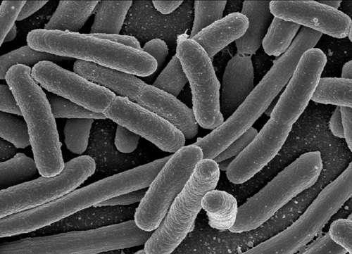 Escherichia coli (E. coli) is common and plentiful in all of our digestive tracts.