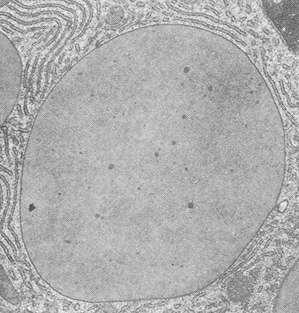 Viruses Viruses enter body cells, hijack their