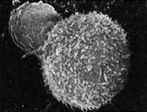 White Blood Cells ~T-Cells~ T-Cells, often called natural killer cells, recognize infected human cells and cancer