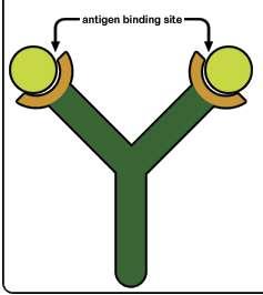 The Third Line of Defense ~Antibodies~ - Most infections never make it past the first and second levels of defense - Those that do trigger the production and