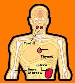 White blood Cells (WBCs) Destroy pathogens (bacteria, viruses) The thymus and spleen release WBCs into the