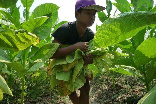 Tobacco as a crop Tobacco is a labour-intensive