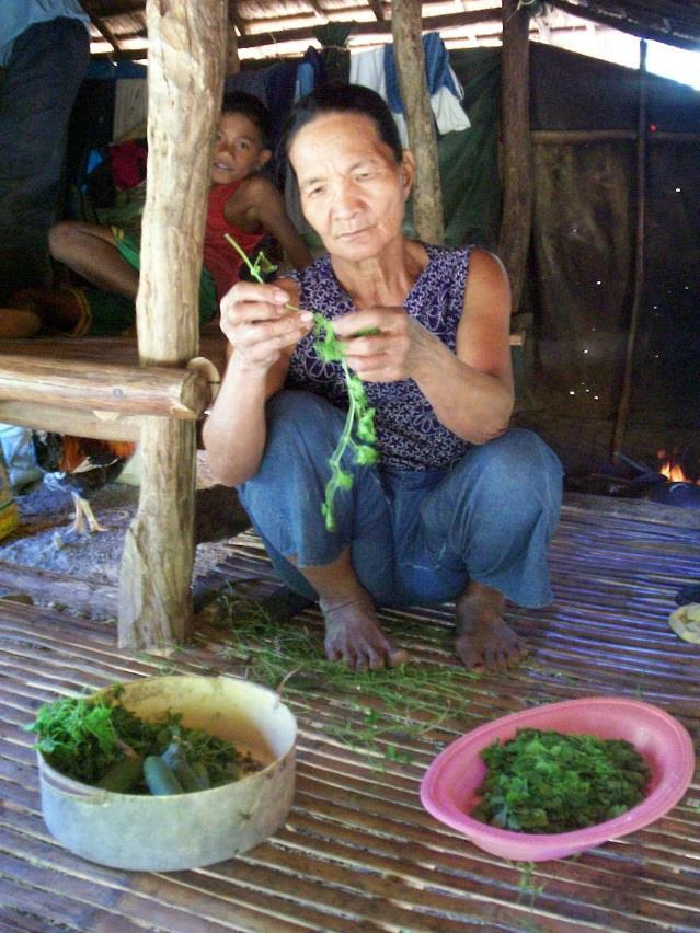 INTRODUCTION Various indigenous edible species abound in Ilocos Norte 46 indigenous plants were